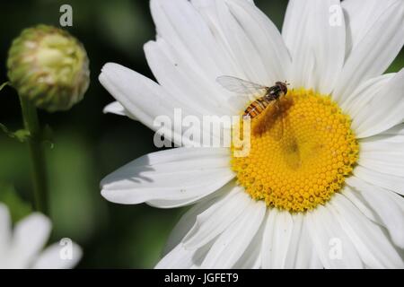 Marmelade zu schweben fliegen, Episyrphus Balteatus sitzt auf einer weißen Daisy Blume der Chrysantheme Superbum im Sommer. Stockfoto