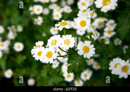 Das Mutterkraut Tanacetum Parthenium, Memberof Familie der Korbblütler Stockfoto