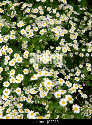 Das Mutterkraut Tanacetum Parthenium, wilde Blume wächst in einem irischen Garten Stockfoto