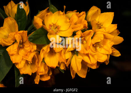 Trommler, gelbe Gilbweiderich Lysimachia. Stockfoto