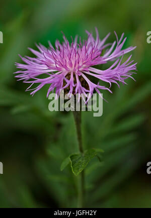 Centaurea Dealbata (Kornblume) Stockfoto