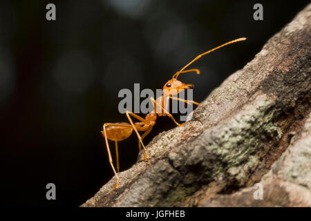 Makroaufnahme der roten Ameise in der Natur. Stockfoto