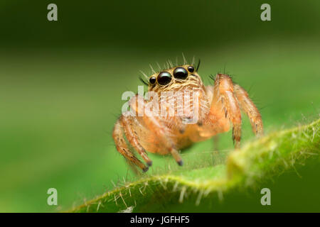 Makro Nahaufnahme springen Spinne auf das grüne Blatt Stockfoto