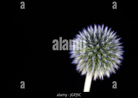 Studie von Echinops Veitchs Blue hautnah Stockfoto