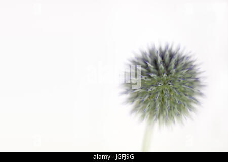 Studie von Echinops Veitchs Blue hautnah Stockfoto