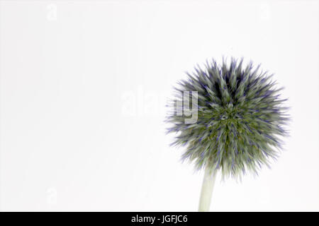 Studie von Echinops Veitchs Blue hautnah Stockfoto