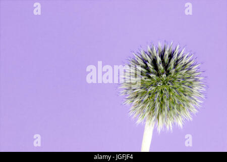 Studie von Echinops Veitchs Blue hautnah Stockfoto