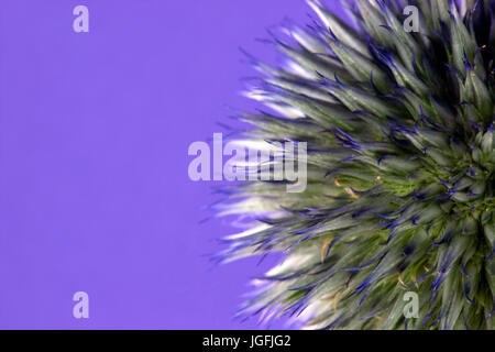 Studie von Echinops Veitchs Blue hautnah Stockfoto