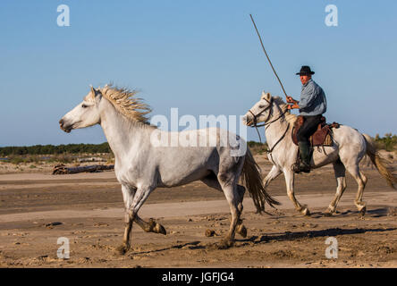 PROVENCE, Frankreich - 9. Mai 2015: weißen Camargue-Pferde im Galopp auf dem Sand im Parc Regional de Camargue - Provence, Frankreich Stockfoto