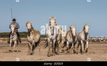 PROVENCE, Frankreich - 9. Mai 2015: weißen Camargue-Pferde im Galopp auf dem Sand im Parc Regional de Camargue - Provence, Frankreich Stockfoto