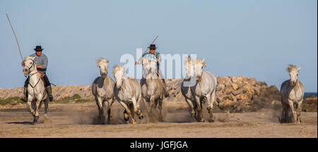 PROVENCE, Frankreich - 9. Mai 2015: weißen Camargue-Pferde im Galopp auf dem Sand im Parc Regional de Camargue - Provence, Frankreich Stockfoto