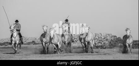 PROVENCE, Frankreich - 9. Mai 2015: weißen Camargue-Pferde im Galopp auf dem Sand im Parc Regional de Camargue - Provence, Frankreich Stockfoto