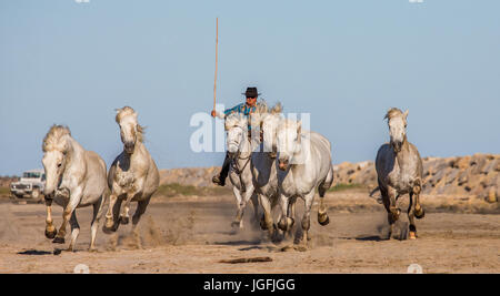 PROVENCE, Frankreich - 9. Mai 2015: weißen Camargue-Pferde im Galopp auf dem Sand im Parc Regional de Camargue - Provence, Frankreich Stockfoto