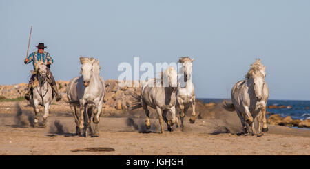 PROVENCE, Frankreich - 9. Mai 2015: weißen Camargue-Pferde im Galopp auf dem Sand im Parc Regional de Camargue - Provence, Frankreich Stockfoto