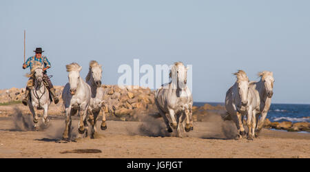 PROVENCE, Frankreich - 9. Mai 2015: weißen Camargue-Pferde im Galopp auf dem Sand im Parc Regional de Camargue - Provence, Frankreich Stockfoto