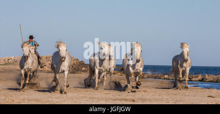 PROVENCE, Frankreich - 9. Mai 2015: weißen Camargue-Pferde im Galopp auf dem Sand im Parc Regional de Camargue - Provence, Frankreich Stockfoto