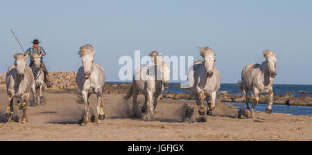 PROVENCE, Frankreich - 9. Mai 2015: weißen Camargue-Pferde im Galopp auf dem Sand im Parc Regional de Camargue - Provence, Frankreich Stockfoto