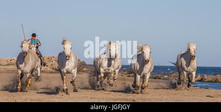 PROVENCE, Frankreich - 9. Mai 2015: weißen Camargue-Pferde im Galopp auf dem Sand im Parc Regional de Camargue - Provence, Frankreich Stockfoto