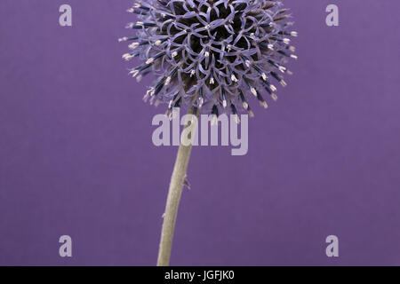 Studie von Echinops Veitchs Blue hautnah Stockfoto