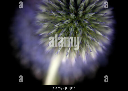 Studie von Echinops Veitchs Blue hautnah Stockfoto