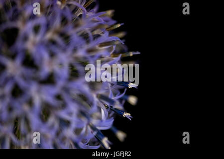 Studie von Echinops Veitchs Blue hautnah Stockfoto