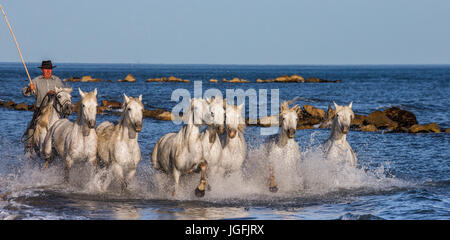 PROVENCE, Frankreich - 9. Mai 2015: weißen Camargue-Pferde im Galopp entlang dem Meeresstrand im Parc Regional de Camargue - Provence, Frankreich Stockfoto