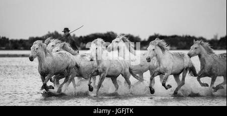 PROVENCE, Frankreich - 8. Mai 2015: Reiter auf dem Pferd grasen Camargue-Pferde im Naturschutzgebiet Sumpf in der Parc Regional de Camargue Stockfoto