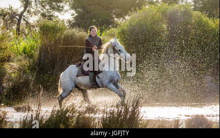 PROVENCE, Frankreich - 7. Mai 2015: Reiter auf das Camargue-Pferd galoppiert durch den Sumpf. Parc Regional de Camargue - Provence, Frankreich Stockfoto