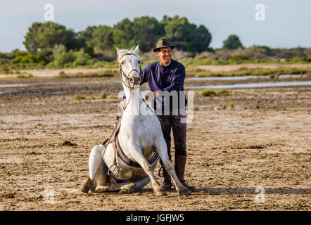 PROVENCE, Frankreich - 9. Mai 2015: Fahrer in der Nähe von seinem weißen Camargue-Pferd. Parc Regional de Camargue - Provence, Frankreich Stockfoto