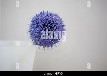 Studie von Echinops Veitchs Blue hautnah Stockfoto