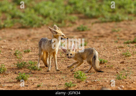 Eine Erwachsene weibliche Cape Fox, Vulpes Chama, mit eine rege und spielerisch leichte Pup außerhalb ihrer Höhle in den frühen Morgenstunden Kgalagadi Transfrontier Stockfoto