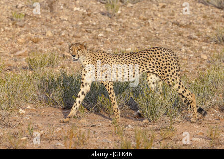 Der Gepard Acinonyx Jubatus ist, dass eine Katze gebaut für lange, dünne Beine Speedwith Geschwindigkeit von 70 km/h oder 110 km/h auf die Warnung Jagd Beute erreichen kann. Kgalagadi Stockfoto