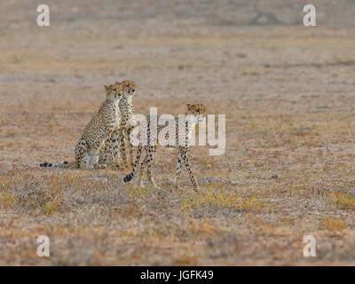 Drei Erwachsene Gepard Acinonyx Jubatus eine Koalition, die höhere Erfolgsquote bei der Jagd zur Verfügung stellt. Das schnellste Landtier. Kgalagadi Park Stockfoto