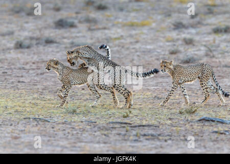 Drei Cheetah jungen Acinonyx Jubatus bei spielen Honen ihre Jagdfähigkeiten. Eine vom Aussterben bedrohte Tier jetzt nur gefunden in Game Reserves. Kgalagadi, Südafrika Stockfoto