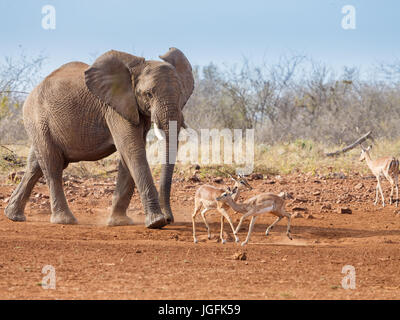 Der Elefant Loxodonta Africana ein großes Tier nähert sich Wasser mit kleineren Tieren Streuung um Platz zu machen. Madikwe Reservat, Herbst-Südafrika Stockfoto