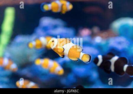 Amphiprion Ocellaris Clownfische In Clownfische schwimmen rund um ihre Host-Anemone mit blauem Wasser hinter. Foto von einem tropischen Fischen an einem Korallenriff. Stockfoto