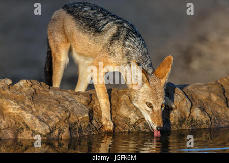 Schwarz Schakal Canis Mesomelas Trinkwasser zu einem Wasserloch vor Morgengrauen gesichert. Ein Hund wie Tier mit einem Sattel schwarz oder Silber Haar Stockfoto