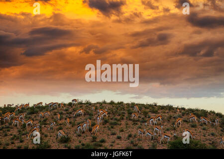 Herde von Springbock Antidorcas Marsupialis auf einem Hügel unter der goldenen Wolke gefärbt von der untergehenden Sonne bietet eine ruhige Szene Kgalagadi Park Stockfoto