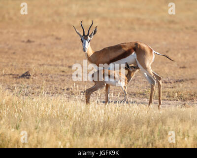 Springbock mit Spanferkel, Lamm Antidorcas Marsupialis in Kgalagadi Transfrontier Park, Südafrika. Warnung für Gefahr von Raubtieren Stockfoto