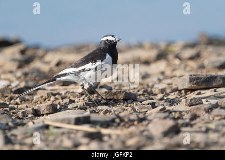 Weißer-browed Bachstelze (Motacilla Maderaspatensis), Ranthambhore Nationalpark, Rajasthan, Indien. Stockfoto