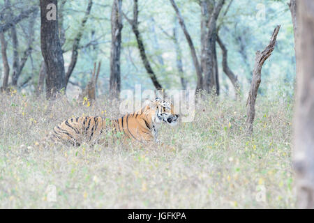 Royal Bengal Tiger (Panthera Tigris Tigris) liegen im Wald, Ranthambhore National Park, Rajasthan, Indien. Stockfoto