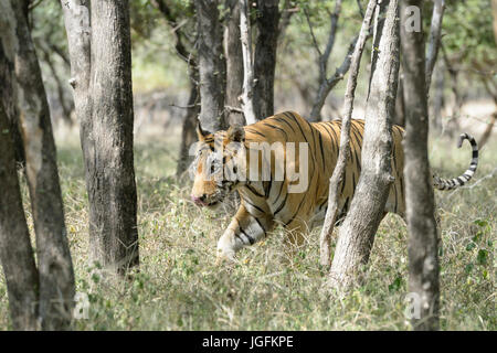 Royal Bengal Tiger (Panthera Tigris Tigris) Wandern im Wald, Ranthambhore National Park, Rajasthan, Indien. Stockfoto