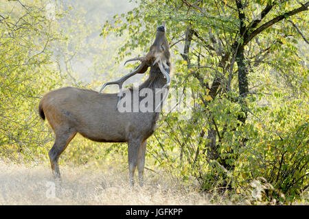 Sambar Hirsche (Rusa unicolor, Cervus unicolor) Hirsch, Fütterung auf einen Baum mit Hintergrundbeleuchtung, Ranthambhore National Park, Rajasthan, Indien. Stockfoto