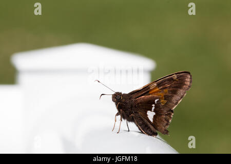 Feuriger Skipper-Schmetterling Hylephila phyleus auf einem Geländer auf der Terrasse Stockfoto