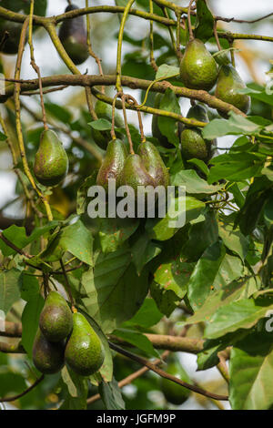 Avocado (Persea americana) mit Obst Stockfoto