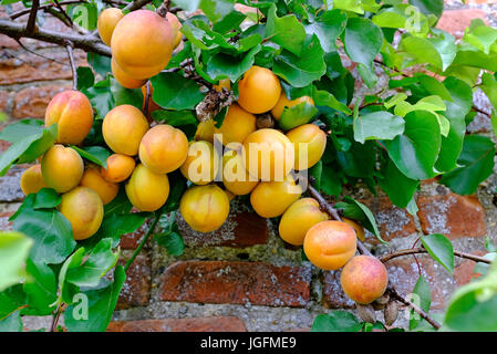 Aprikosen wachsen am Baum im englischen Garten, Norfolk, england Stockfoto