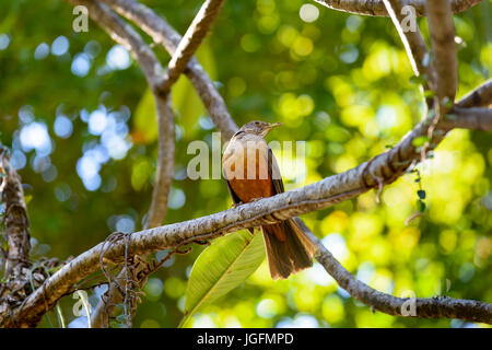 Rufous bauchige Soor thront auf Ast Stockfoto