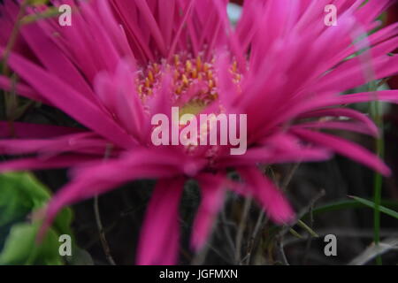 Blumenstrauß, Blumen Stockfoto
