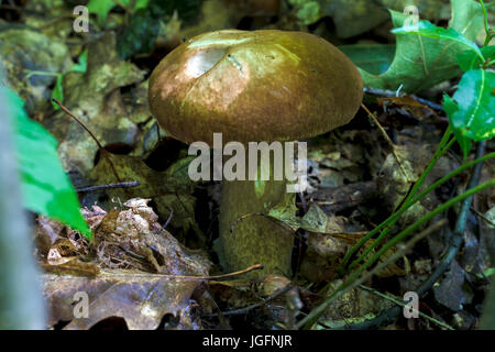 Ein weißer Pilz wächst im Wald auf einer Lichtung. Close-up. Stockfoto