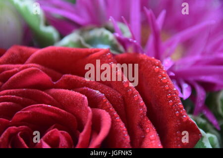 Rote Rose und Rosa Gerbera Nahaufnahme, Bouquet, angefeuchtet mit Wassertropfen Makroaufnahme Stockfoto
